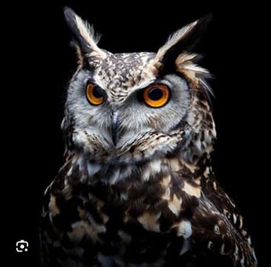 Mfhoum Logo Mfhoum Logo